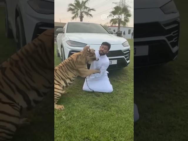 Dubai sheikh playing with his Lion and Cheetah || Dubai life style