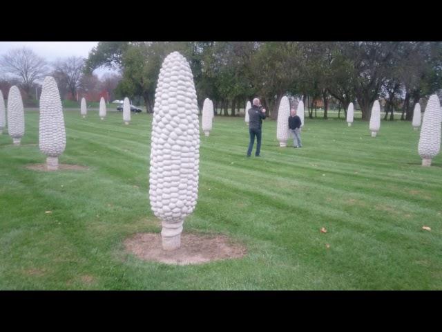 Cornhenge Field of Corn, Dublin, Ohio