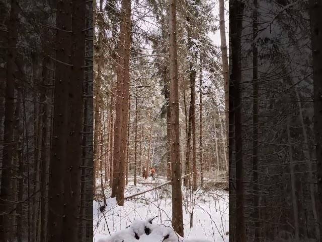 Расчистка ЛЭП. Упражнение с валочной лопаткой