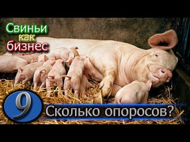 СКОЛЬКО ДЕРЖАТЬ СВИНОМАТКУ