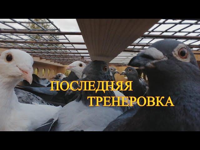 ПОСЛЕДНЯЯ ТРЕНИРОВКА МОЛОДЫХ