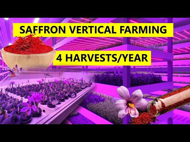 ISRAEL, Indoor farming revolution for saffron, THIS will disrupt world's saffron market.