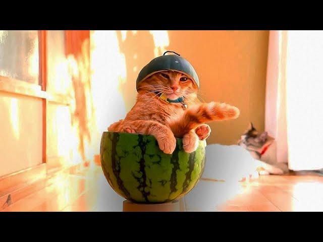 Funniest and cutest cats and dogs  Collection of funny videos #18