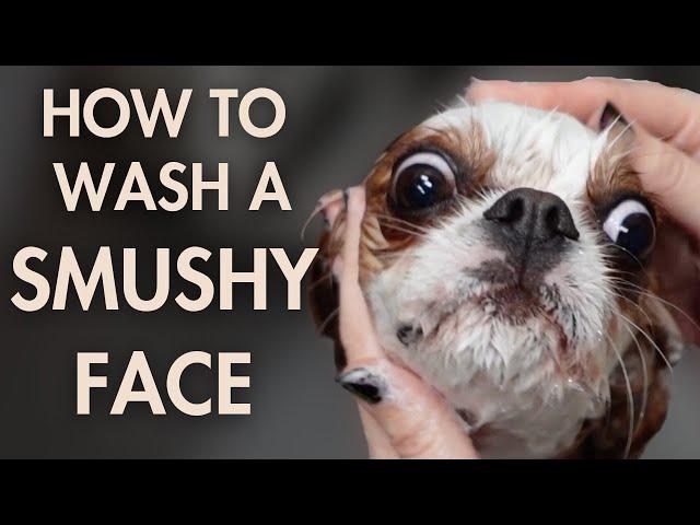 How to Wash a Small Dog's Smushy Face | At Home Dog Grooming & Bath Tutorial