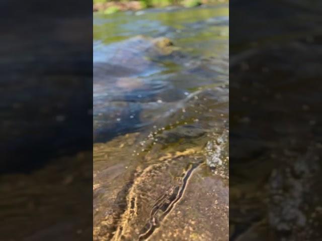 Relax your mind to the sound of flowing water. #river #relaxing #relax #zen #calm #water #nature