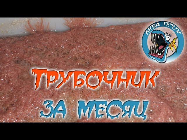 Развожу трубочник.  Результат за месяц