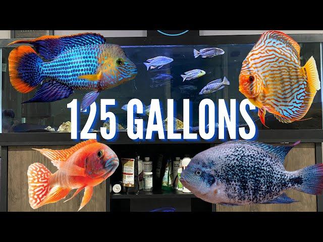 Top 7 Cichlid Tank Setups for a 125 Gallon Aquarium