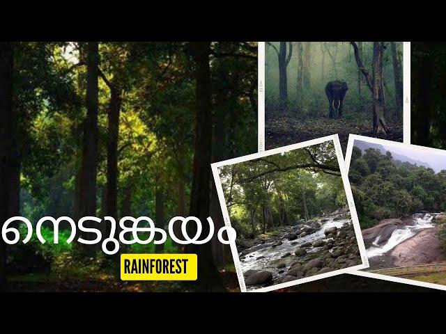 Nedumkayam rain forest | Nilambur tourist spots | tourist spots in malappuram | kerala tourism