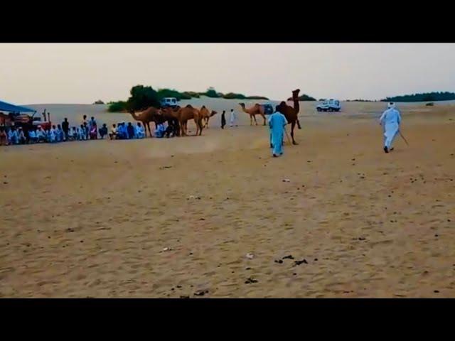 Camel dances|camels cultural day|میلہ|رقص الجمل|camel race