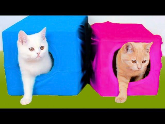 10 Creative Ideas For Cat Owners