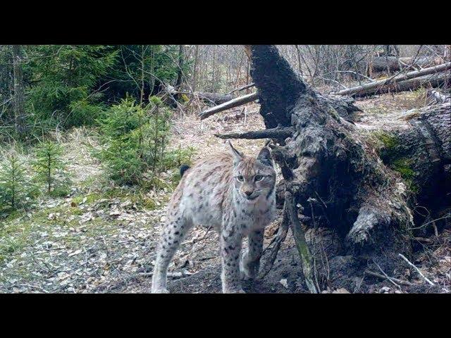 Scent communication between lynx and red deer