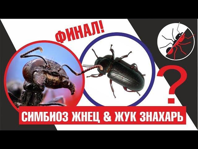 The finale of the experiment on the symbiosis of the ant Messor structor and the witch Doctor's bug