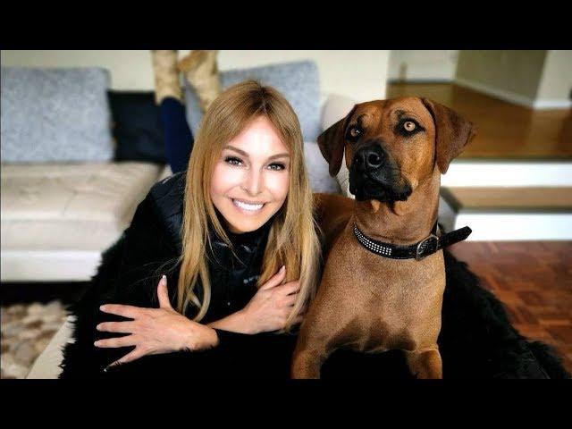 RHODESIAN RIDGEBACK - THE LION DOG OF AFRICA