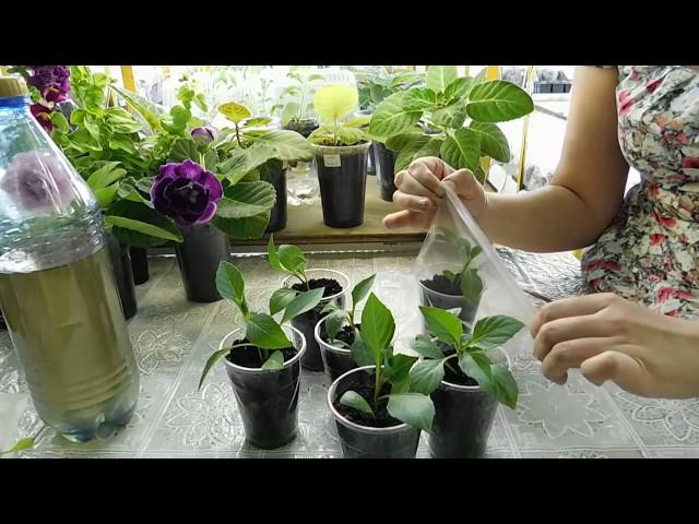 РАССАДА ГЕОРГИНОВ ИЗ ЧЕРЕНКОВ ! How to grow seedlings of dahlias