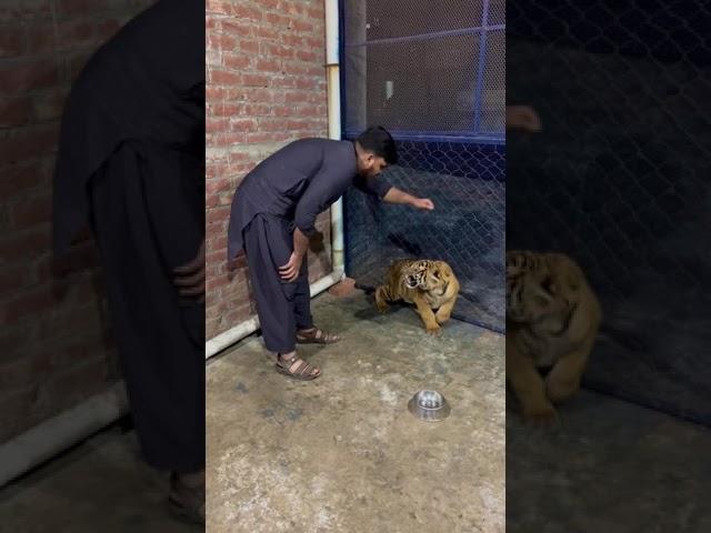 Little Tiger Cub attack #shorts #tiger #attack