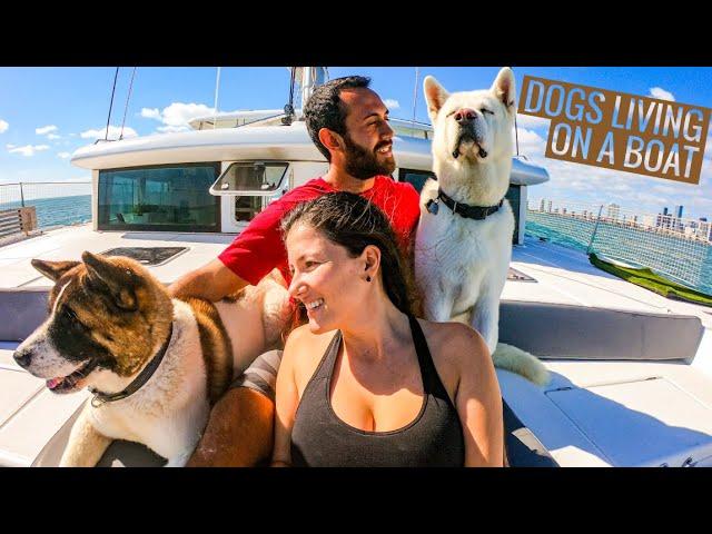 BOAT DOG | Sailing With Dogs & Living On A Sailboat With Dogs