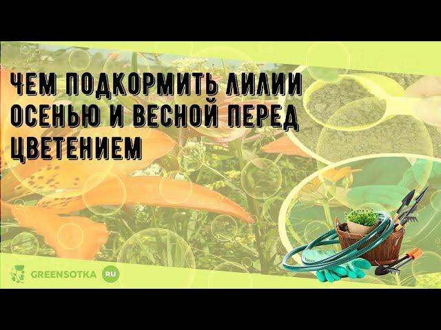 Чем подкормить лилии осенью и весной перед цветением