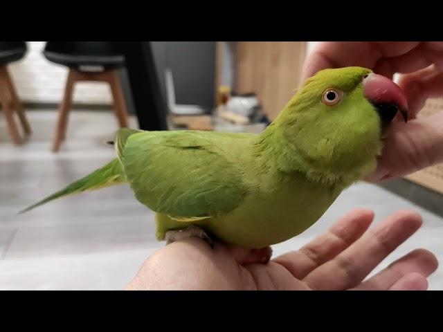 Ручной ожереловый попугай просит ласки / tame ringneck parrot asks for affection