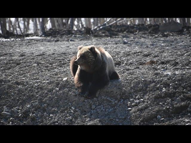 МЕДВЕДИ ПРОСНУЛИСЬ | Новости Камчатки | Масс Медиа