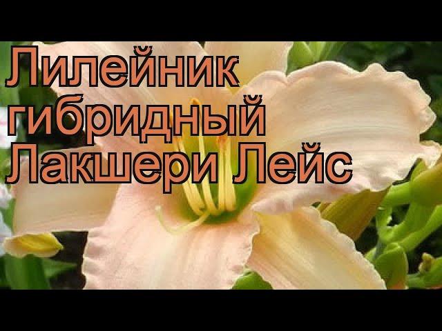 Лилейник гибридный Лакшери Лейс (hemerocallis)  обзор: как сажать, рассада лилейника Лакшери Лейс