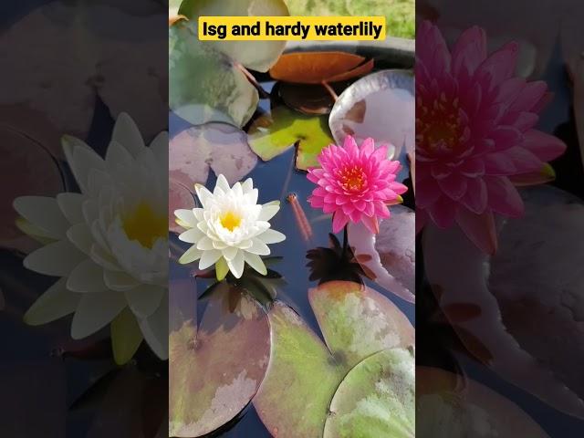 isg and hardy waterlily #waterlily