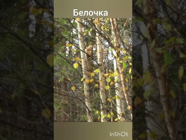 Осень/Сибирь/Серая белка/Прогулка с Мэри #natural#dog#