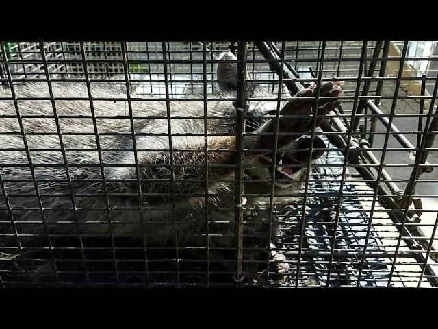 Raccoon removal Maryland / Delaware