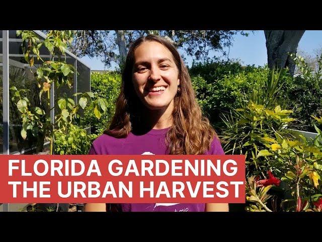 My Mission With The Urban Harvest