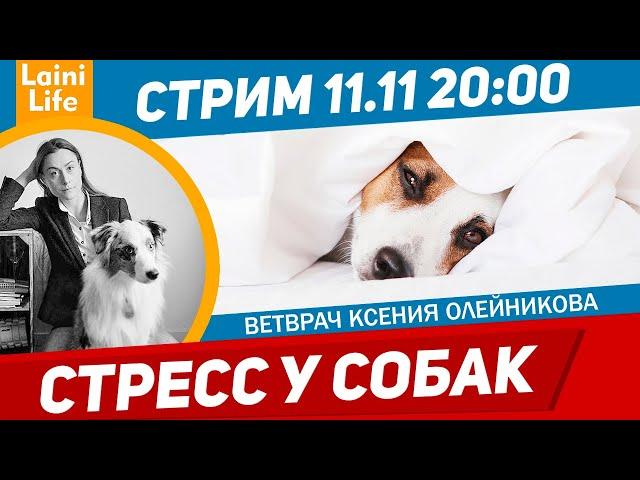 Стресс и его признаки у собаки, что нужно знать.