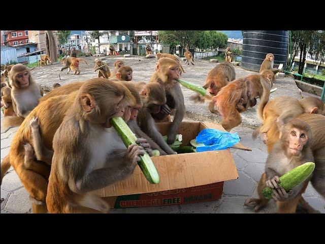 Two gang monkeys are fighting for cucumber || feeding green cucumber to the two gang monkeys