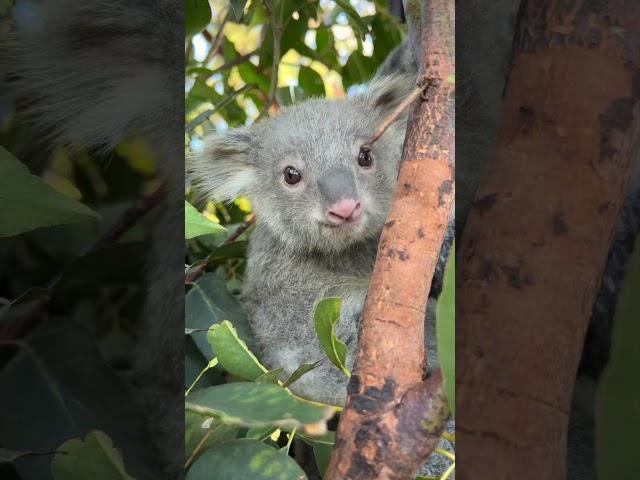 Baby Koala Exploring 