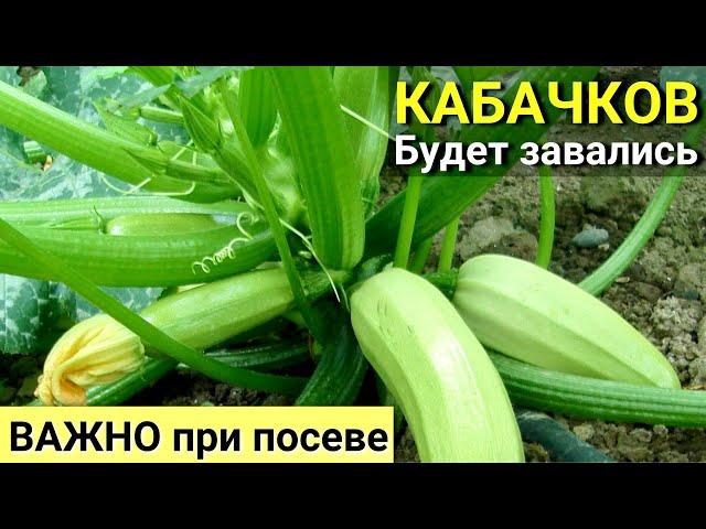 Сажаем КАБАЧКИ правильно. Как сеять ЦУКИНИ для большего урожая. Правильный ПОЛИВ.