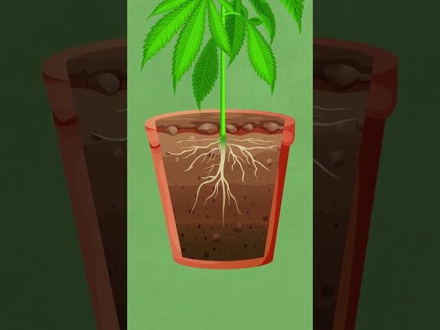 Watering Cannabis Plants