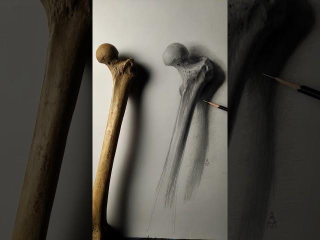 Anatomy #femur #drawing