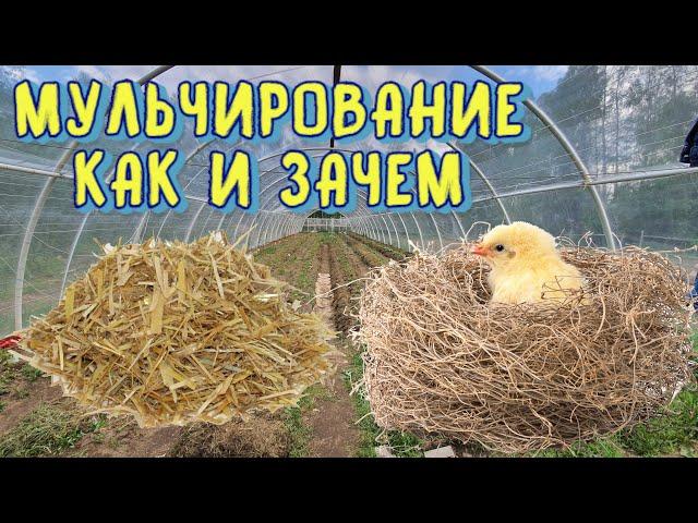 Мульчирование грядок - как, зачем и почему? Мульча помогает против сорняков и засухи!