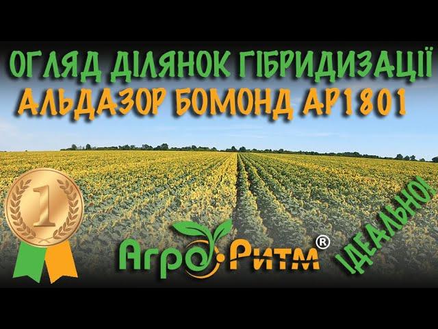 ОГЛЯД ДІЛЯНОК ГІБРИДИЗАЦІЇ:АЛЬДАЗОР,БОМОНД,АР1801