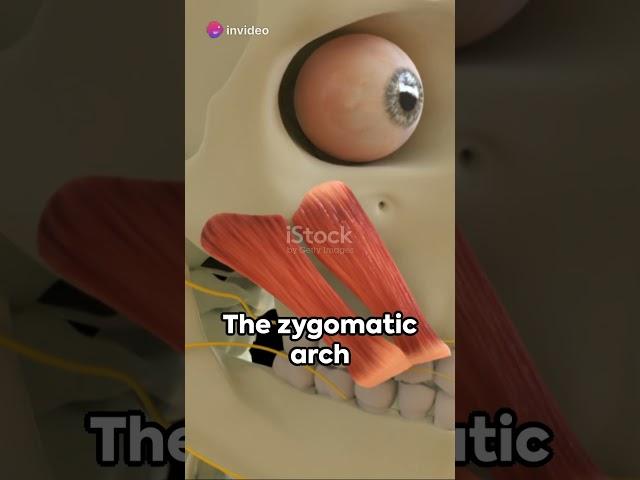 Zygomatic Arch