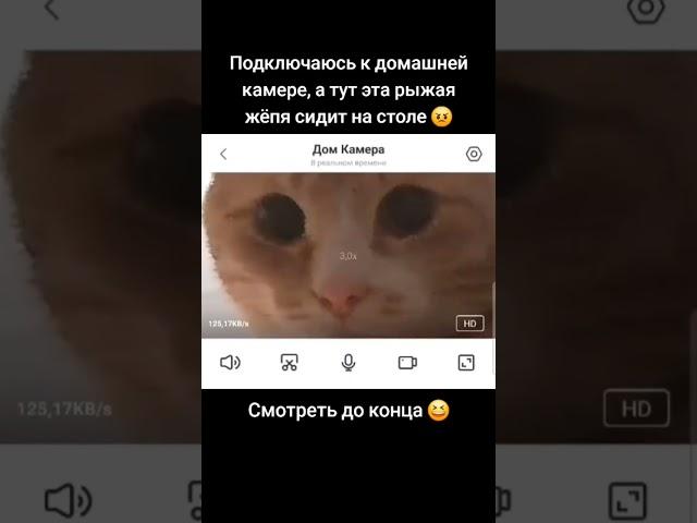 ПРОВЕРКА КОТА ЧЕРЕЗ КАМЕРУ | tiktok: kotya_kz