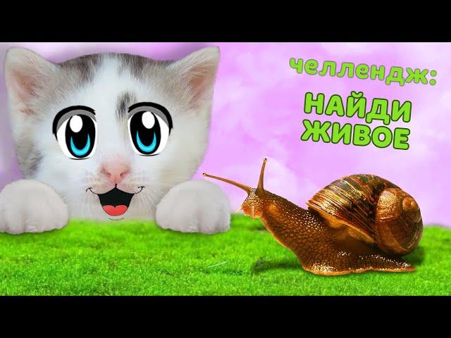 24 ЧАСА в ШКОЛЕ КОТОВ! ЧЕЛЛЕНДЖ КТО БОЛЬШЕ НАЙДЕТ: КОТ МАЛЫШ VS КОШКА МУРКА