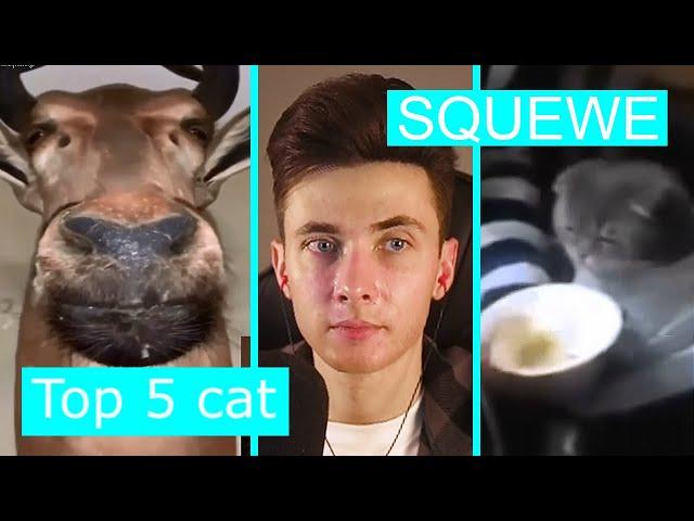 ХЕСУС СМОТРИТ: TOP 5 CATS, TOP 5 REASONS WHY YOU SHOULD GET A DOG | SQUEWE | REACTION/РЕАКЦИЯ