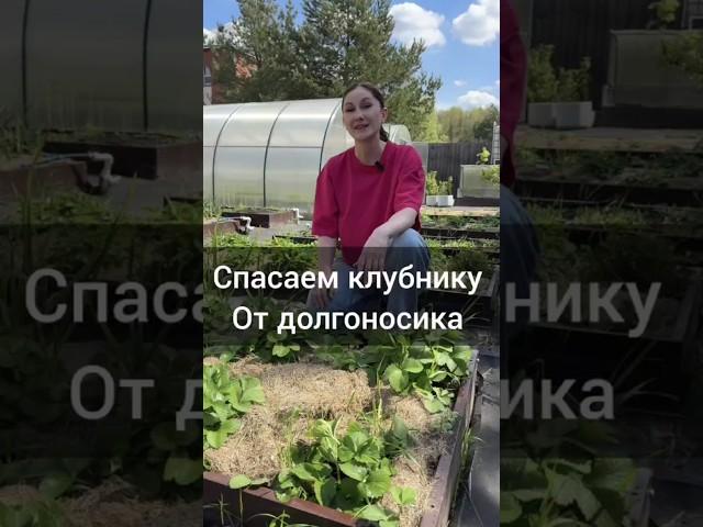 Спасаем  клубнику от долгоносика #дача #садоводничество #клубника #клубникасекретыхорошихурожаев
