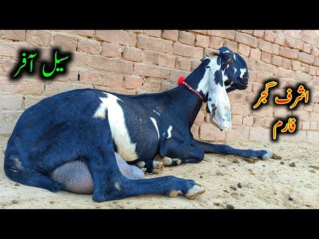 Nagra Beetal Goats Looking For New Home - Ashraf Gujjar Goat Farm