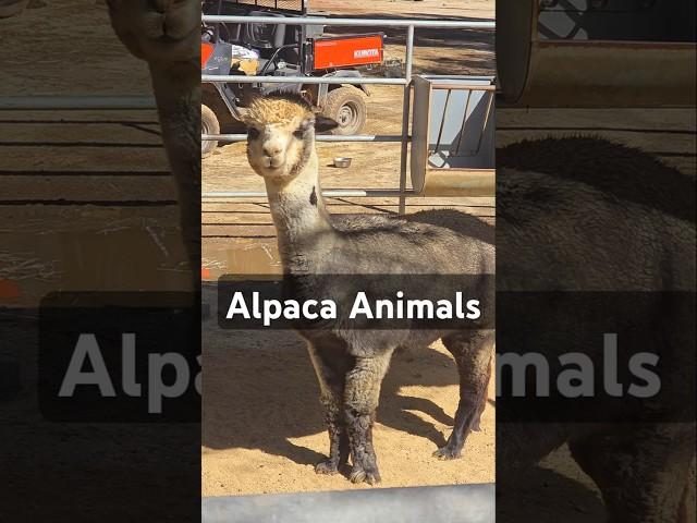 Alpaca Animal ని ఎప్పుడన్నా చూశారా?