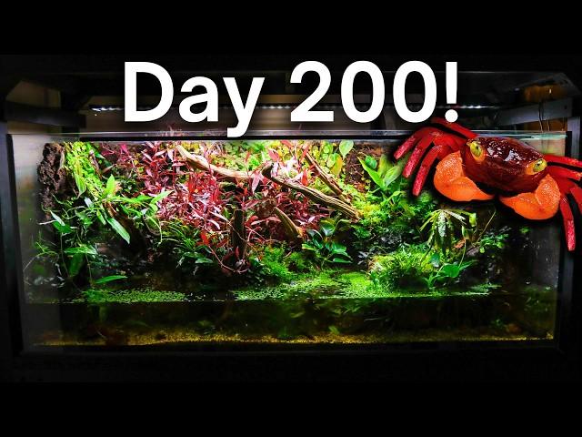 The Giant Vampire Crab Paludarium 200 Days Later!