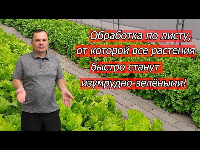 Все растения быстро зазеленеют- очень эффективная обработка по листу!