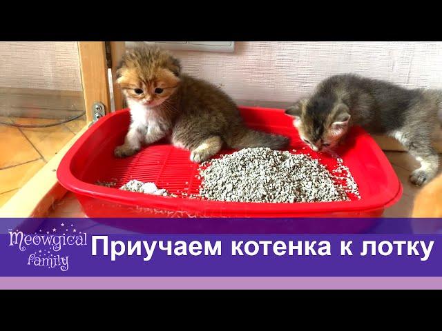 Топ 6 способов быстро приучить котенка к лотку?