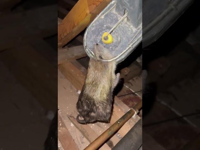 MONSTER RAT caught in a Black cat rat trap. #pestcontrol #rodentcontrol #trapping