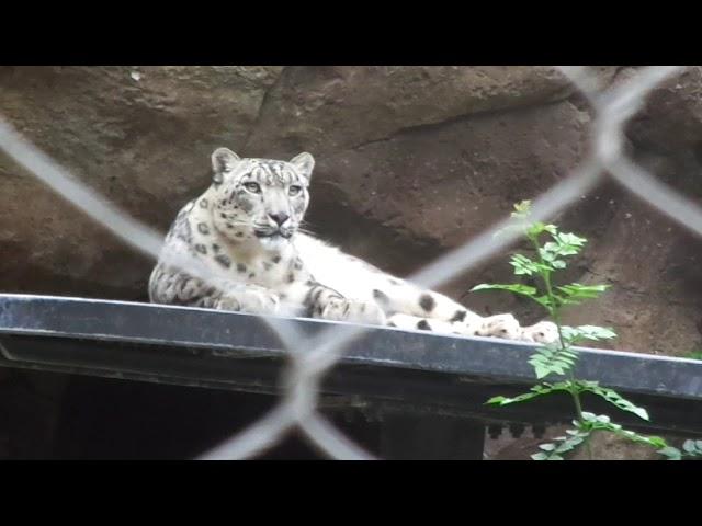 Snow Leopard Penny　ユキヒョウ　ペニーちゃん　San Diego Zoo