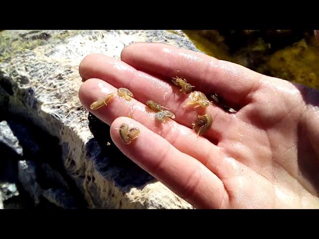 ГДЕ ИСКАТЬ #МОРМЫШ #БОКОПЛАВ #ГАММАРУС #gammarus