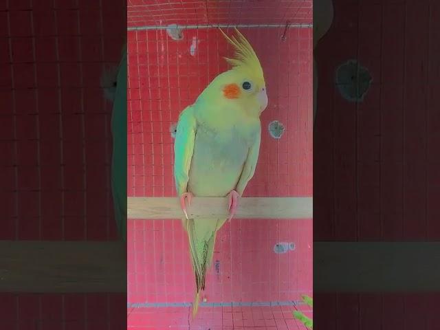 #cockatiel #birds #cute